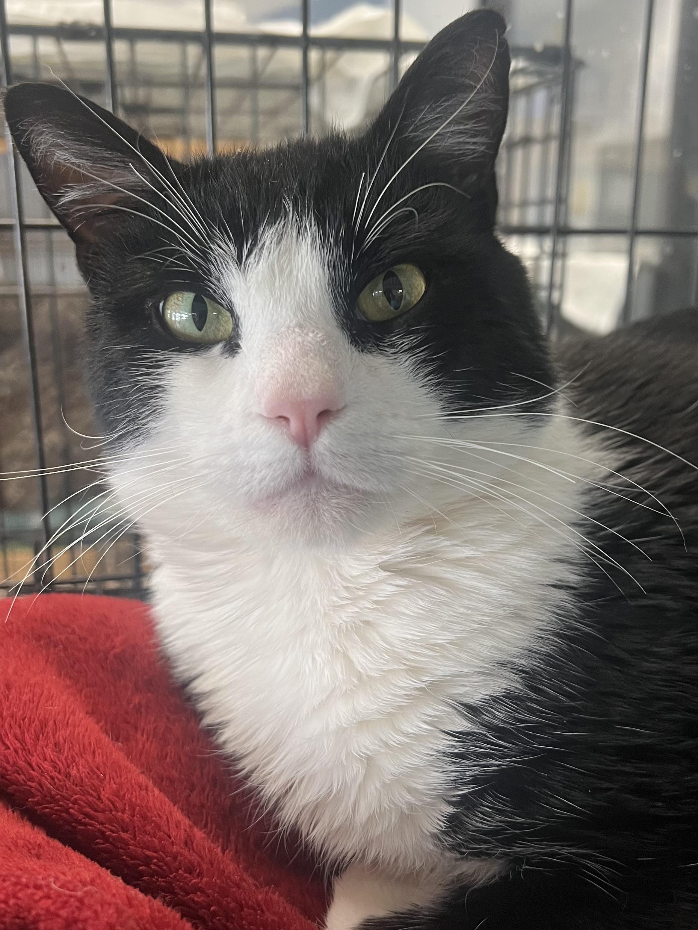 Stewie, a ADOPTABLE Domestic Short Hair in Johnston, RI image 2/6