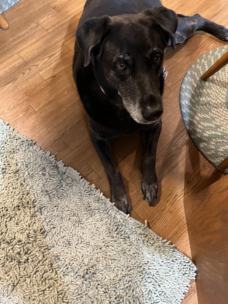 Izzy, Adoptable, Senior Female Labrador Retriever.