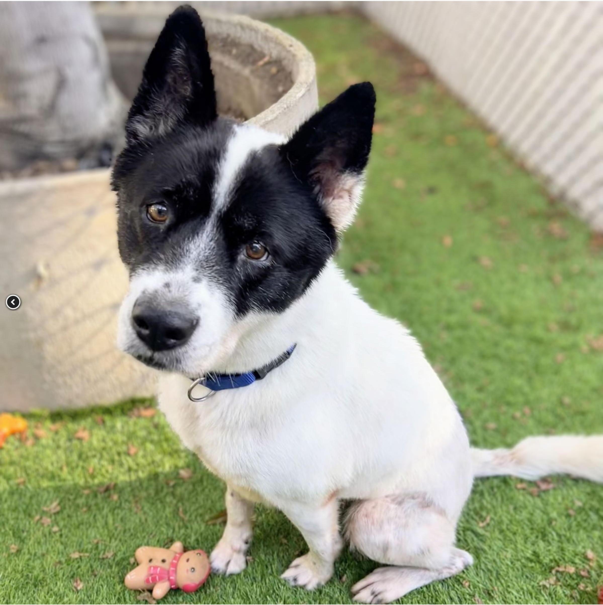 Enlarge Panda, a Adoptable mixed breed in San Francisco, CA image 5/6