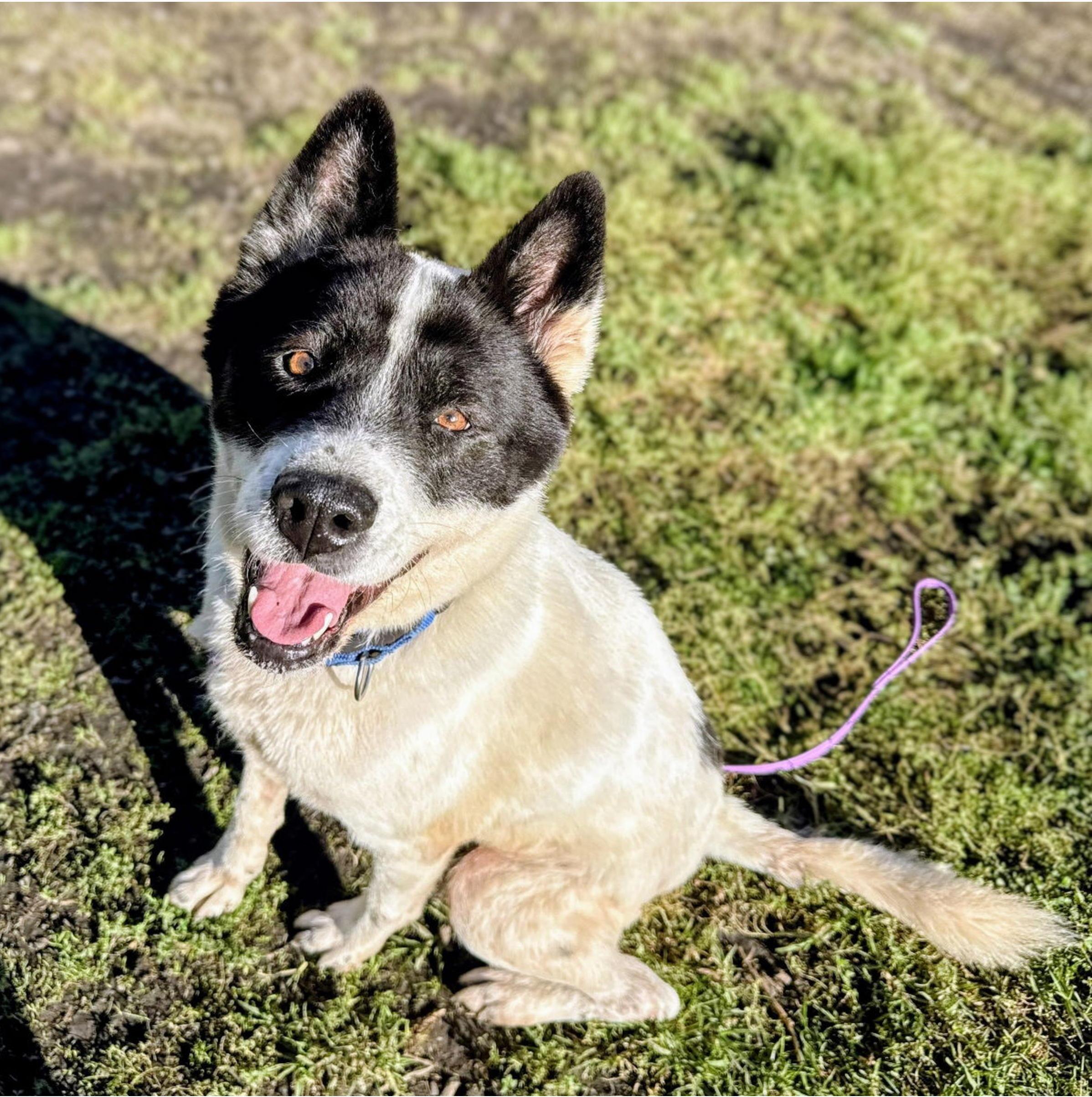 Enlarge Panda, a Adoptable mixed breed in San Francisco, CA image 2/6