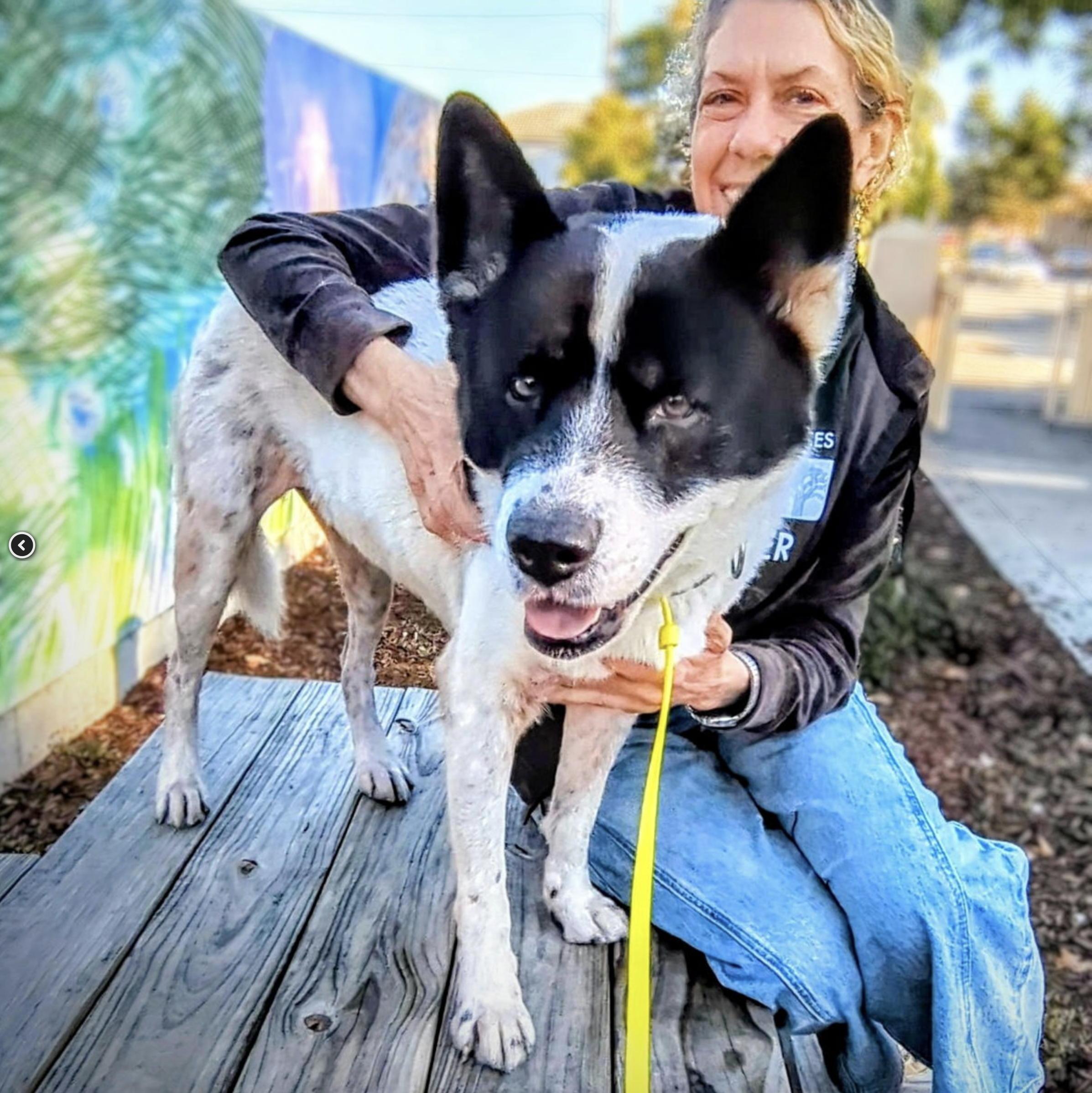 Enlarge Panda, a Adoptable mixed breed in San Francisco, CA image 3/6