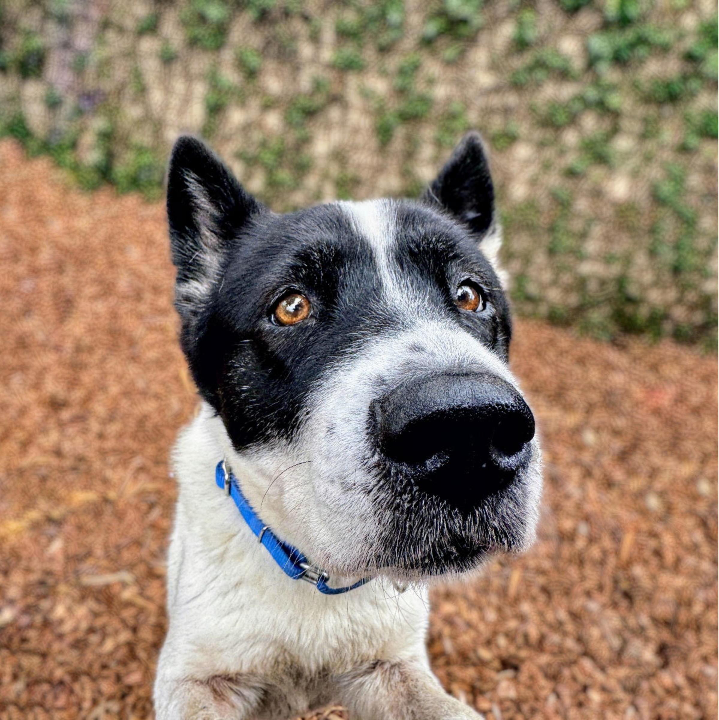 Enlarge Panda, a Adoptable mixed breed in San Francisco, CA image 6/6