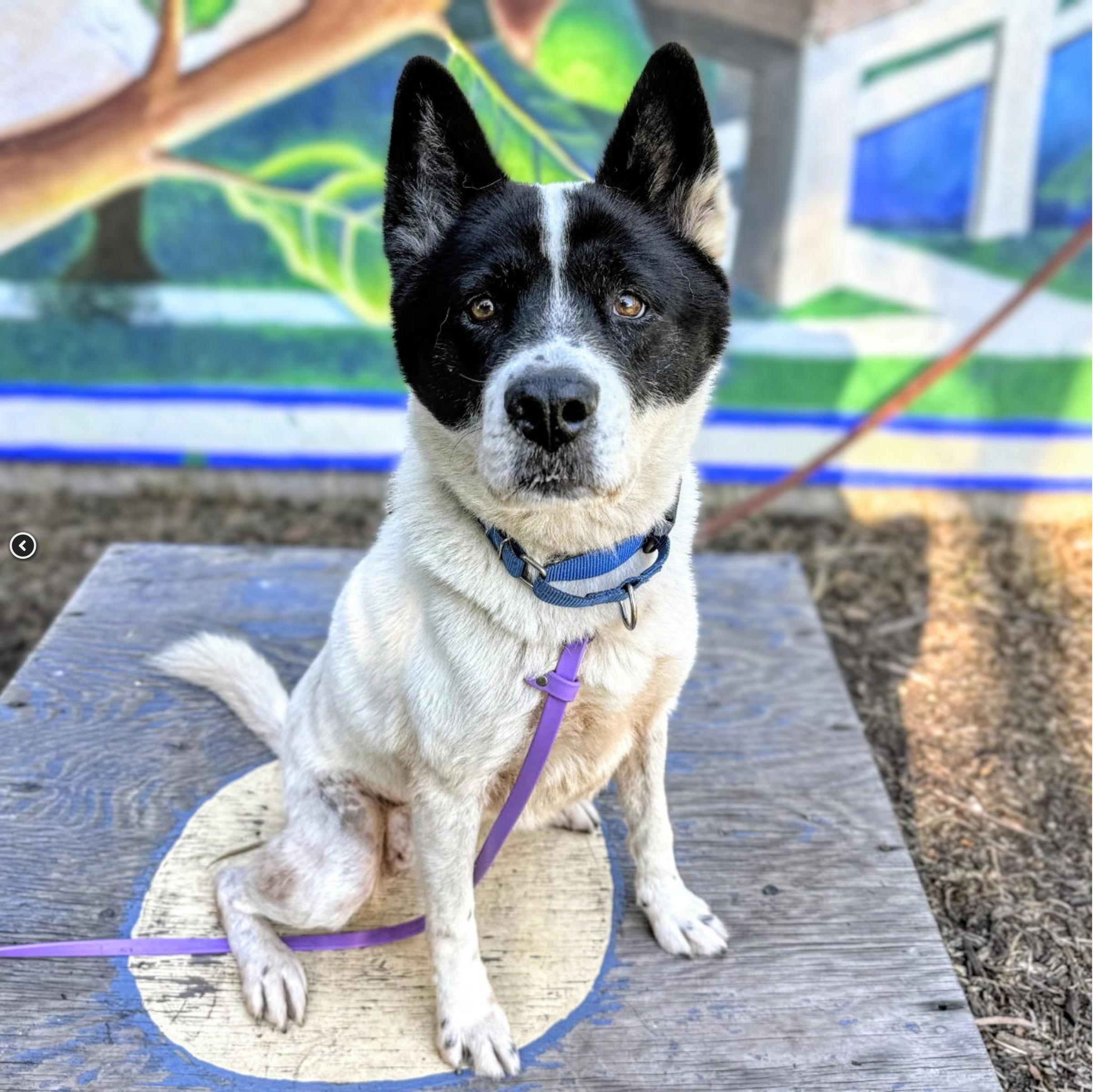 Enlarge Panda, a Adoptable mixed breed in San Francisco, CA image 4/6