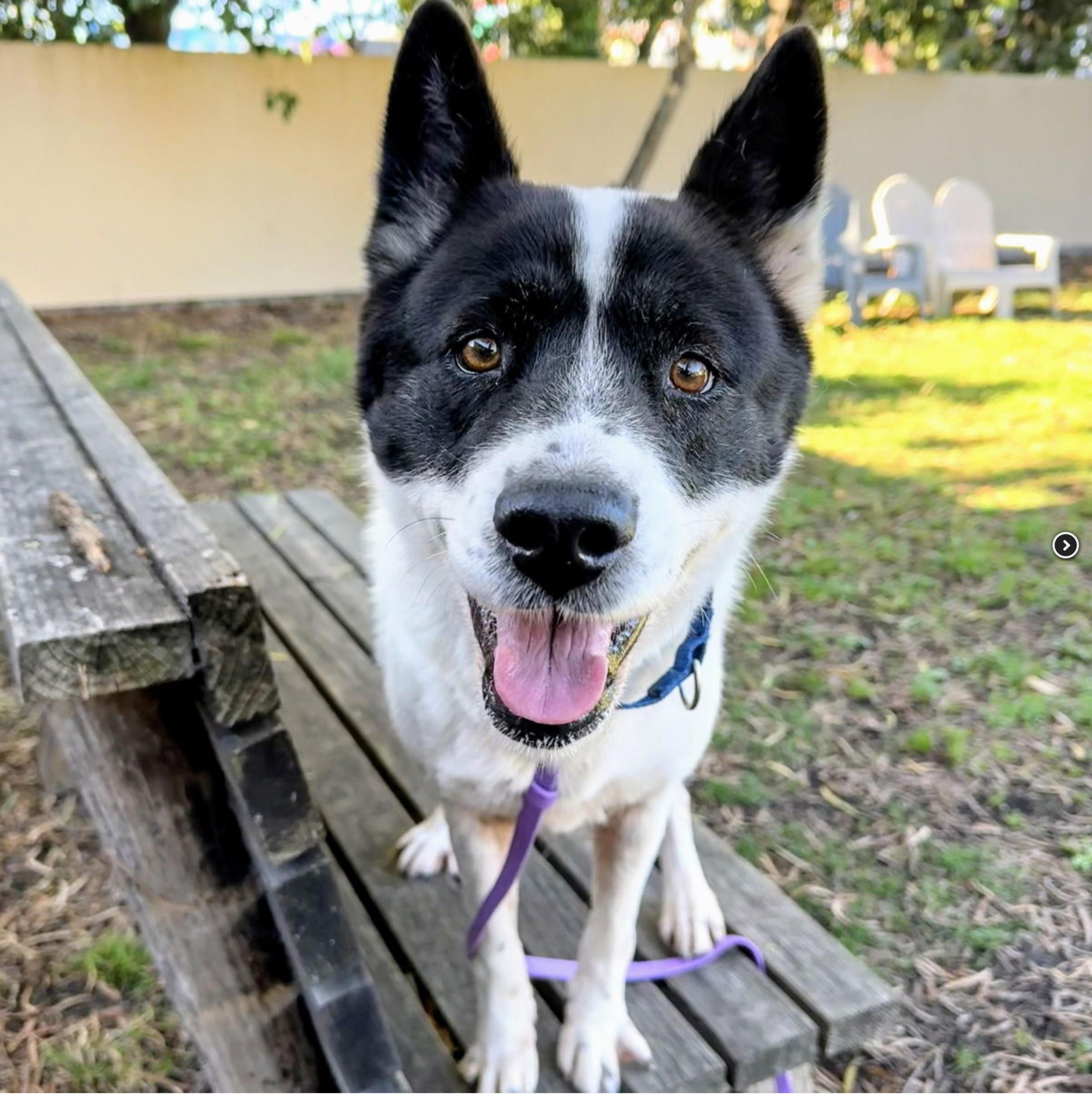 Enlarge Panda, a Adoptable mixed breed in San Francisco, CA image 1/6