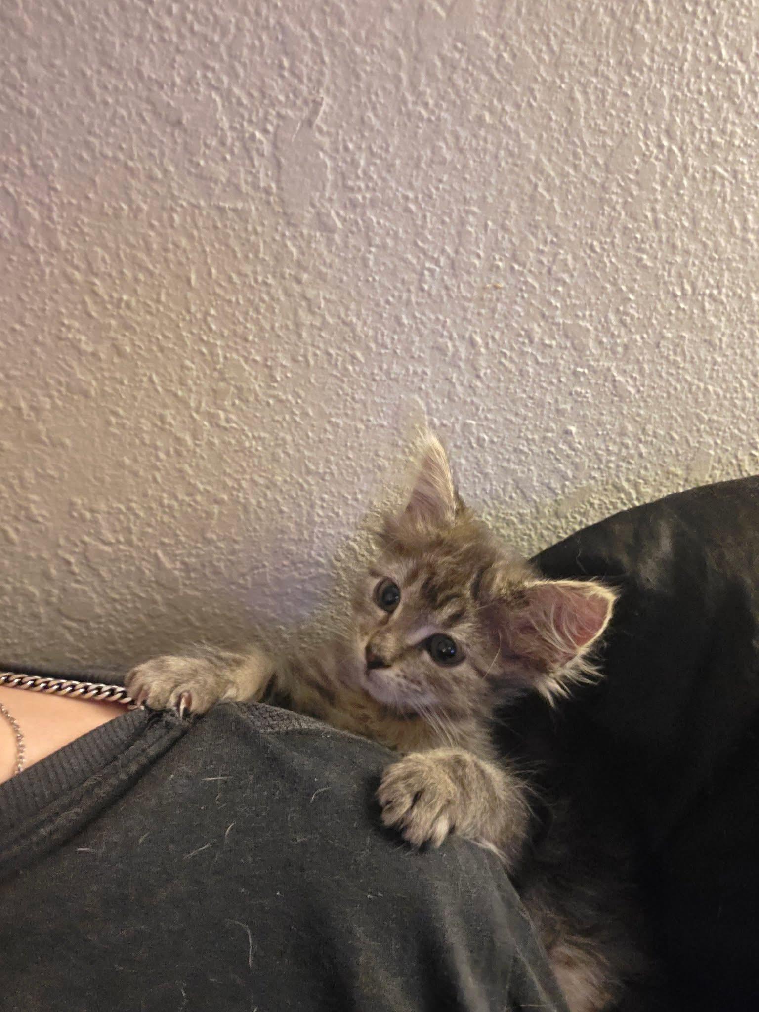 Enlarge Squishy, an adopted Domestic Short Hair in Manhattan, KS image 1/2