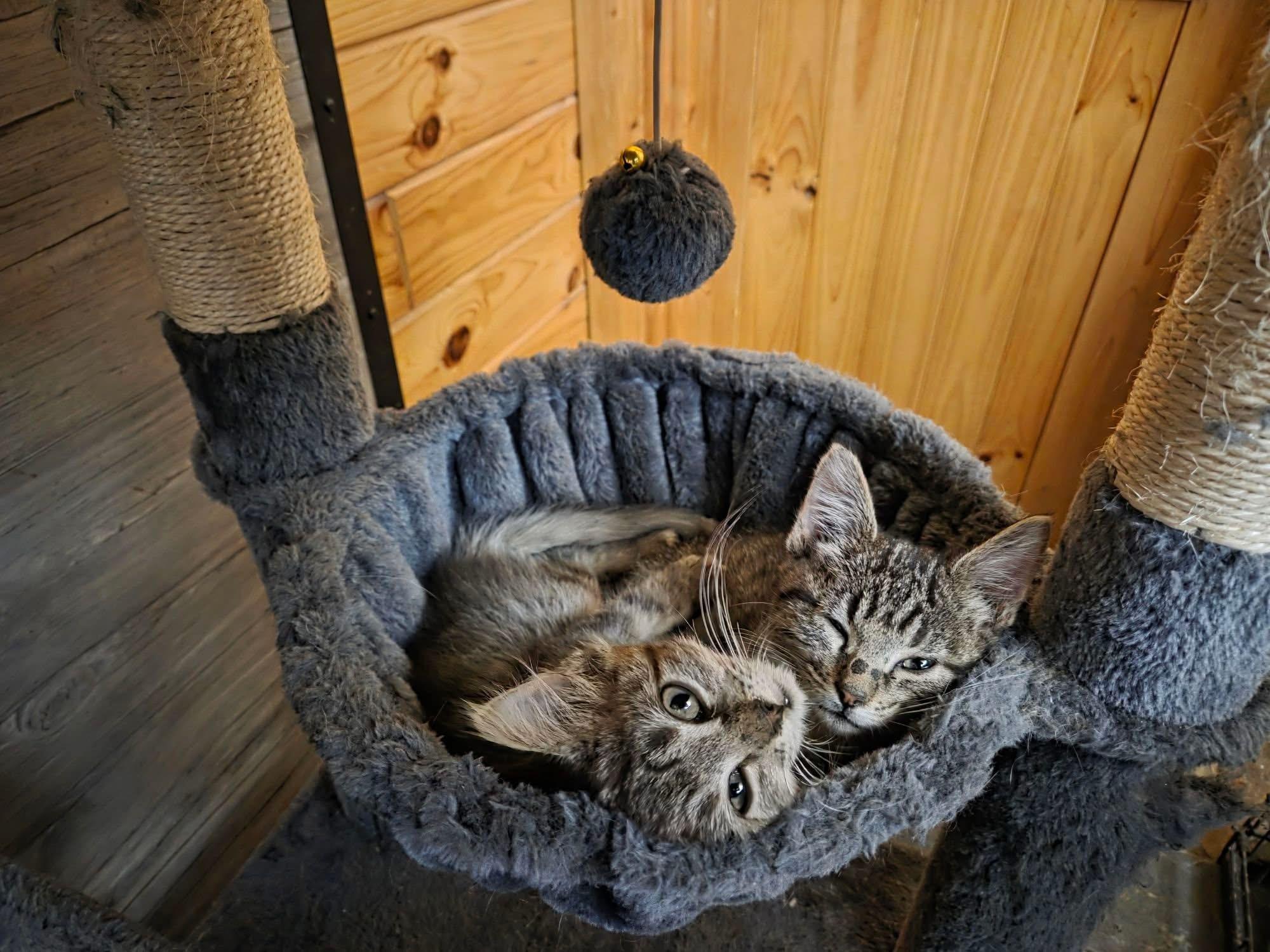 Enlarge Squishy, an adopted Domestic Short Hair in Manhattan, KS image 2/2