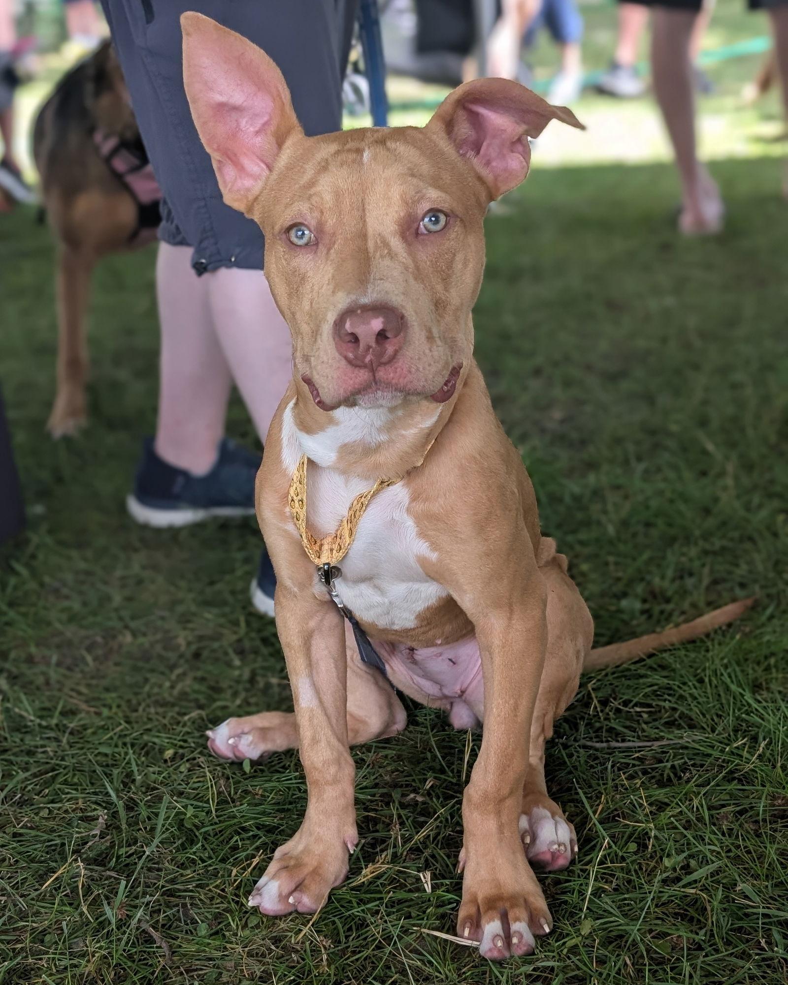 Cookie Dough, Adopted, Young Female Great Dane.