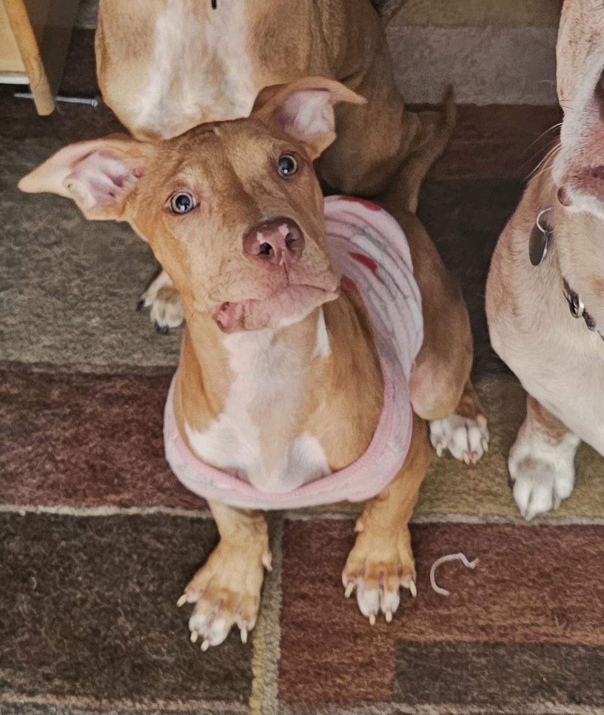 Cookie Dough, a Adopted Great Dane in Brooklyn Center, MN image 2/3