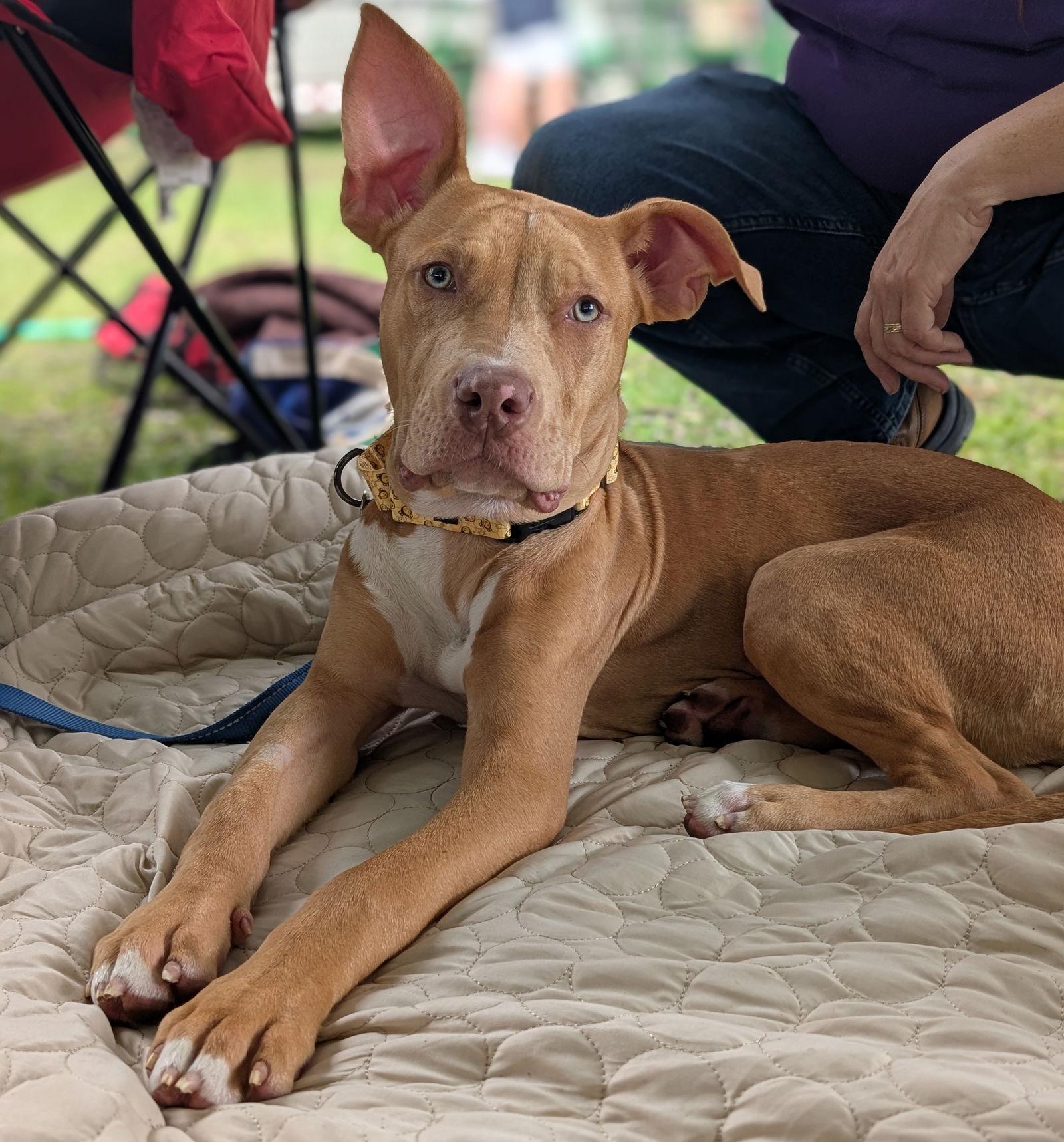 Cookie Dough, a Adopted Great Dane in Brooklyn Center, MN image 3/3