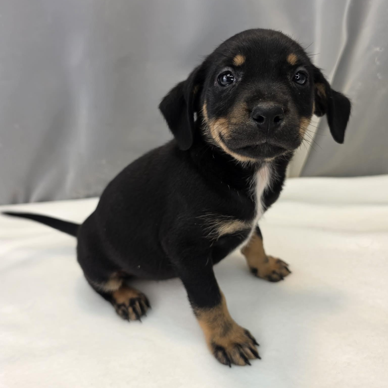 Aurora, a Adoptable mixed breed in Southfield , MI image 6/6