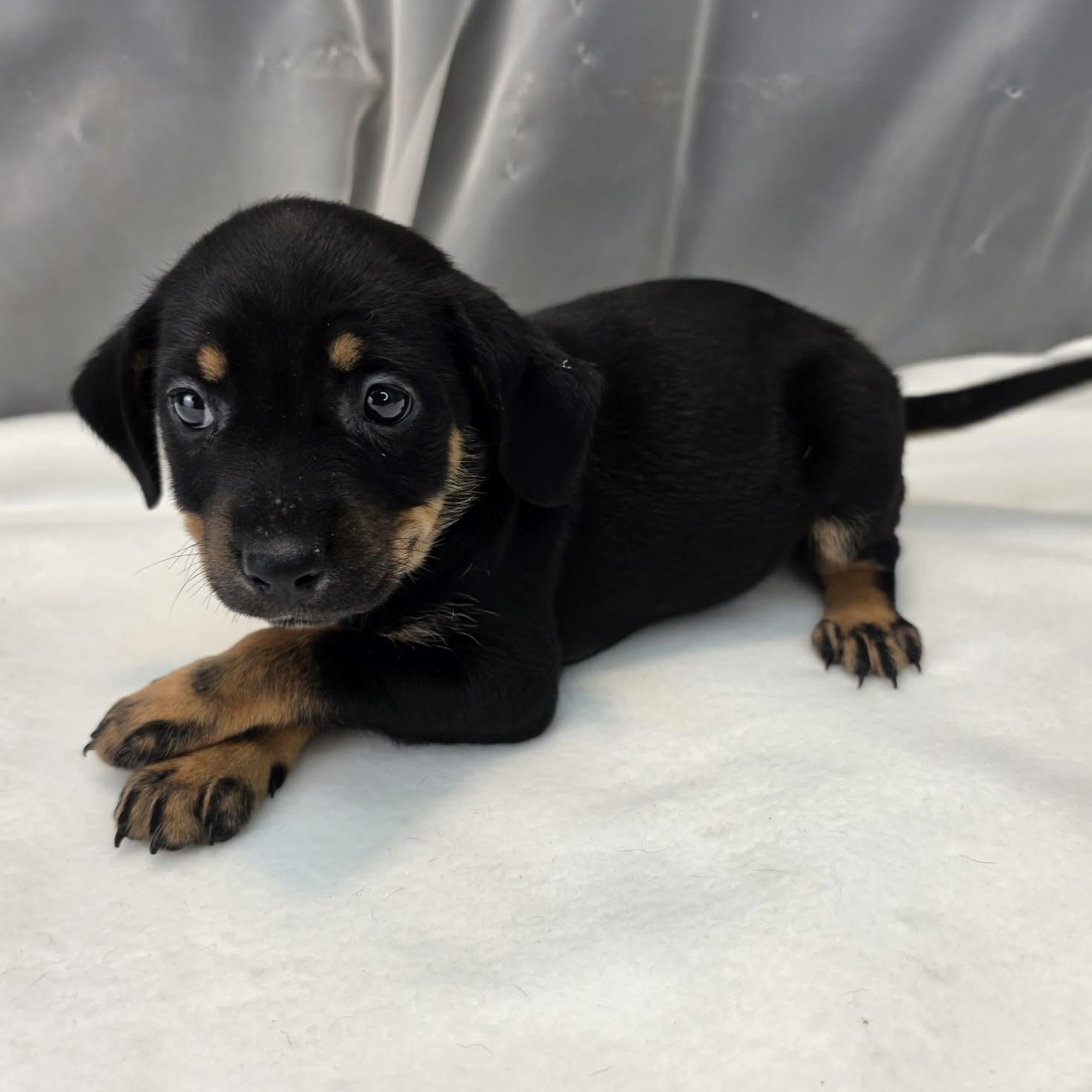 Aurora, a Adoptable mixed breed in Southfield , MI image 2/6