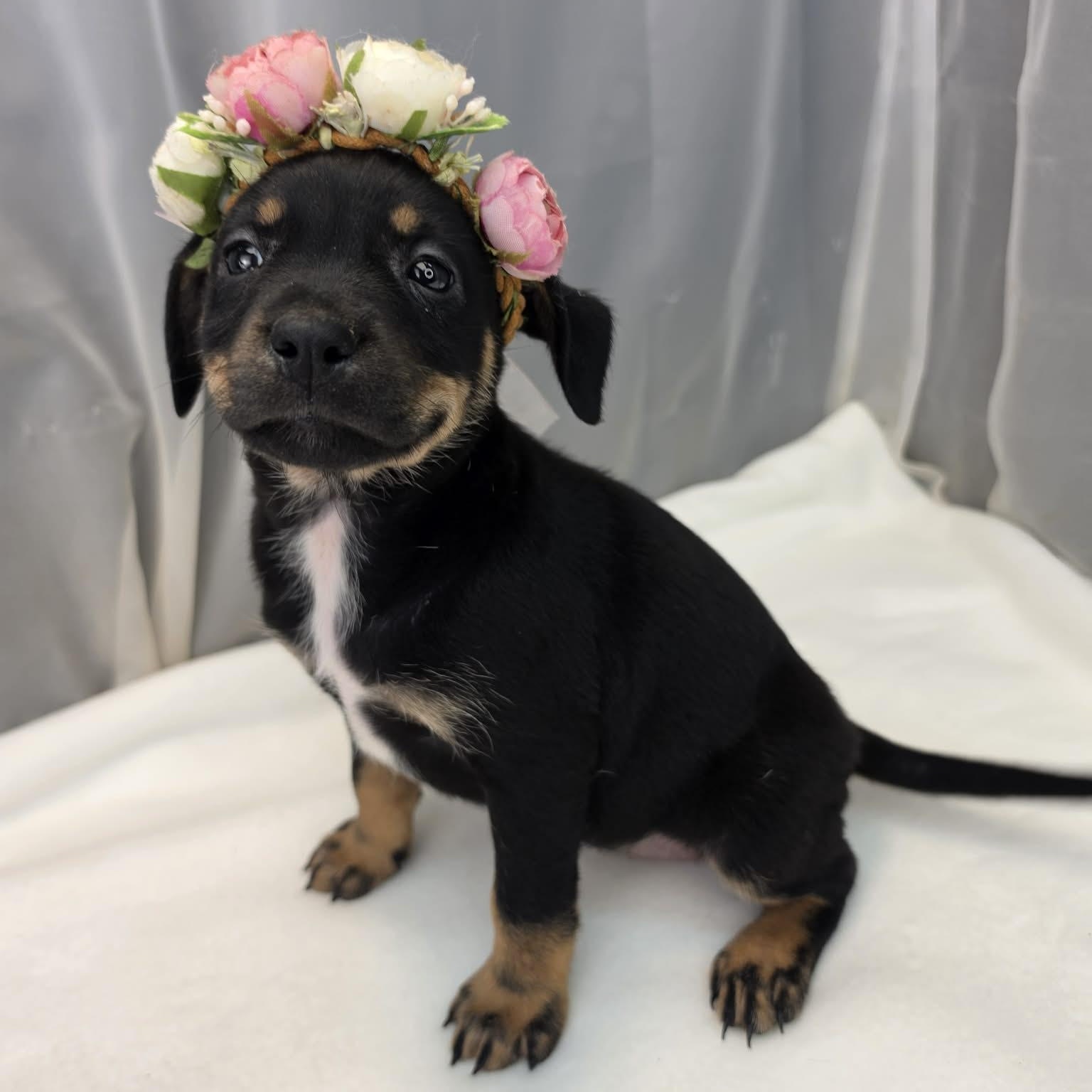 Aurora, a Adoptable mixed breed in Southfield , MI image 4/6