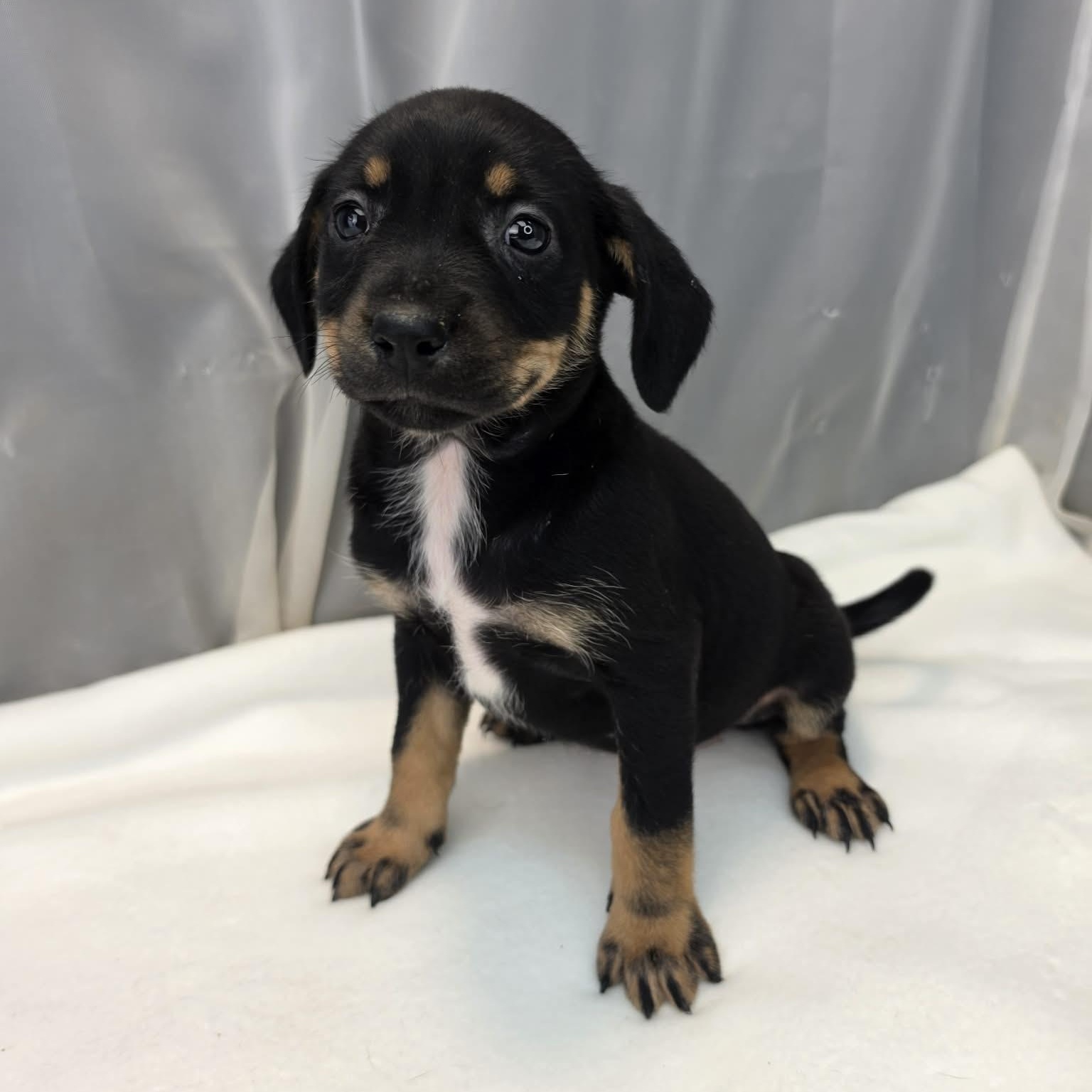 Aurora, Adoptable, Puppy Female Labrador Retriever & Chihuahua.