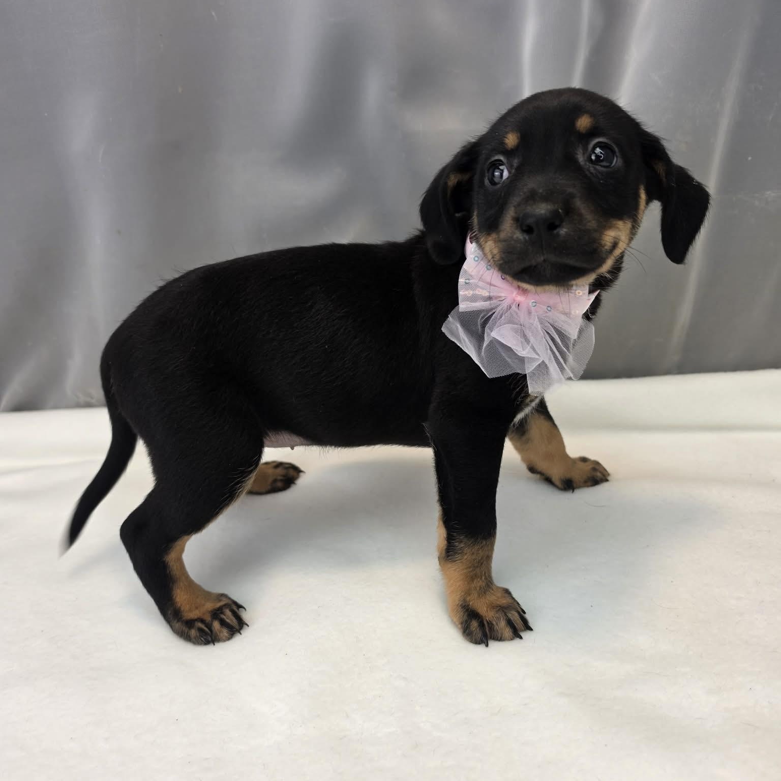 Aurora, a Adoptable mixed breed in Southfield , MI image 5/6