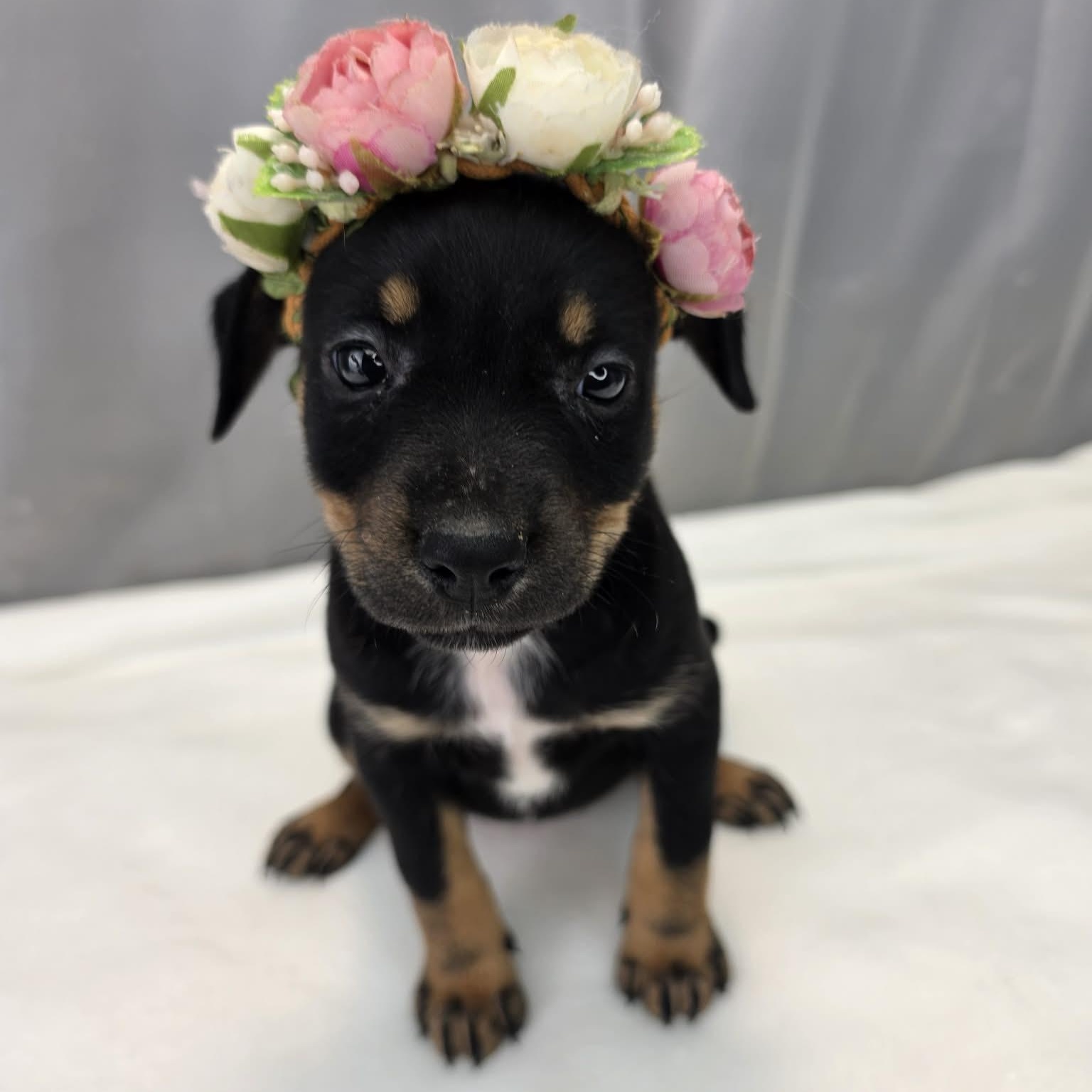Aurora, a Adoptable mixed breed in Southfield , MI image 3/6