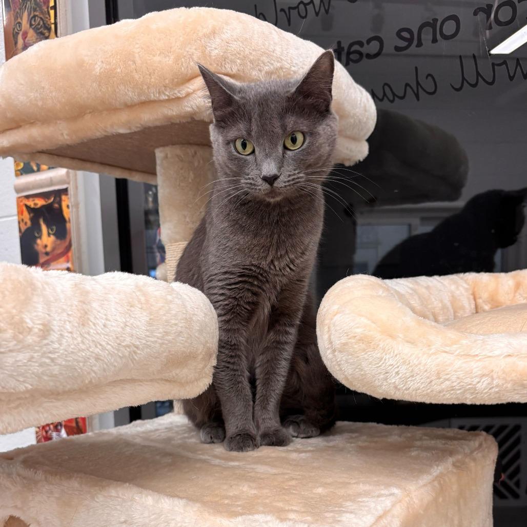 Josephine, Adoptable, Adult Female Domestic Short Hair.