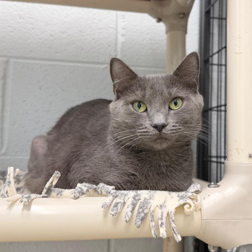 Josephine, Adoptable, Adult Female Domestic Short Hair.