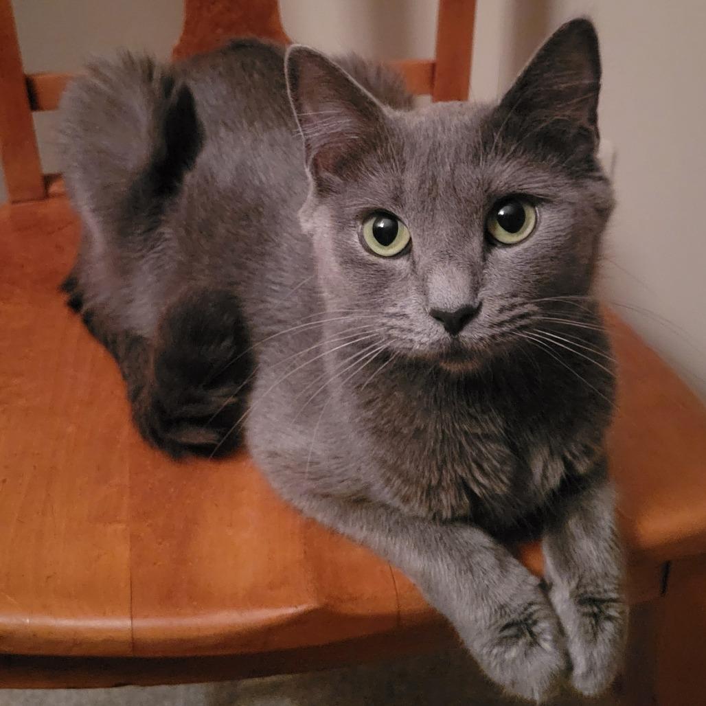 Enlarge Josephine, a Adoptable Domestic Short Hair in Marshall, VA image 2/6