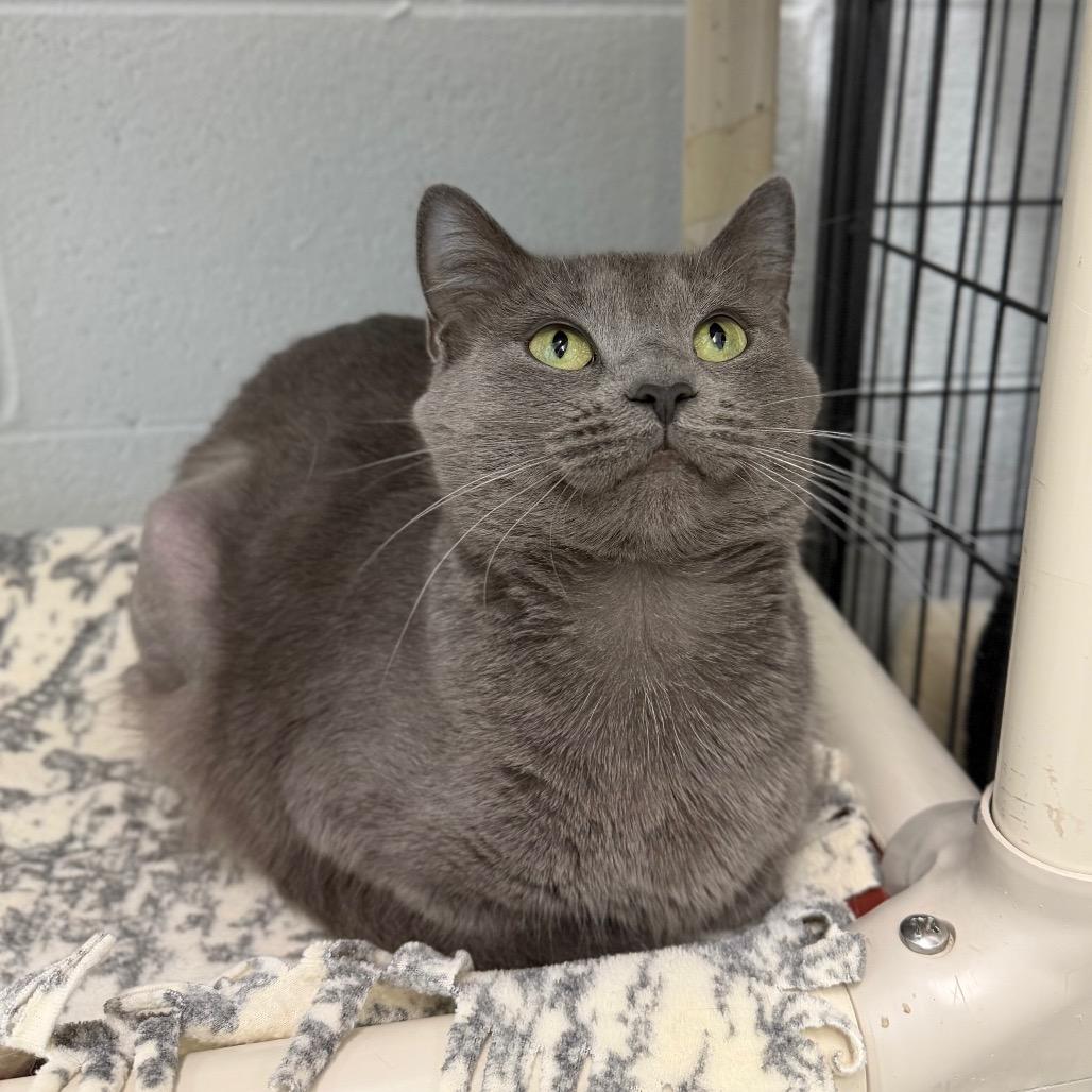 Enlarge Josephine, a Adoptable Domestic Short Hair in Marshall, VA image 3/6