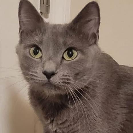 Enlarge Josephine, a Adoptable Domestic Short Hair in Marshall, VA image 4/6