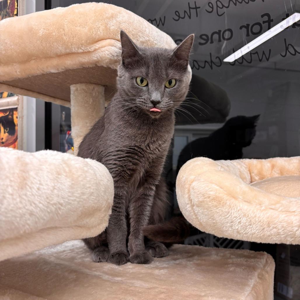 Josephine, a Adoptable Domestic Short Hair in Marshall, VA image 4/6