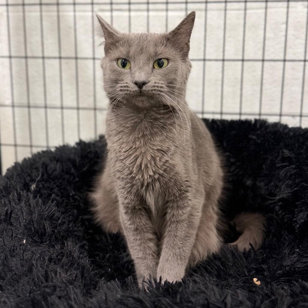 Enlarge Josephine, a Adoptable Domestic Short Hair in Marshall, VA image 5/6