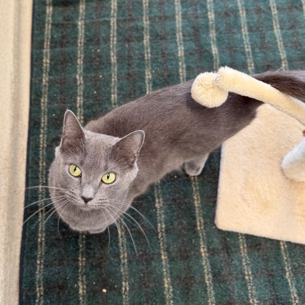Josephine, a Adoptable Domestic Short Hair in Marshall, VA image 5/6