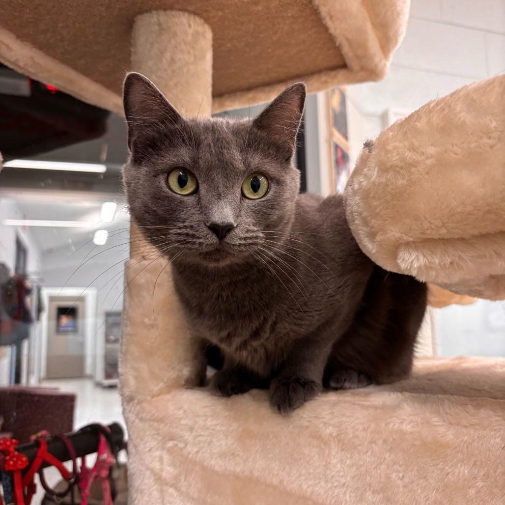 Enlarge Josephine, a Adoptable Domestic Short Hair in Marshall, VA image 6/6