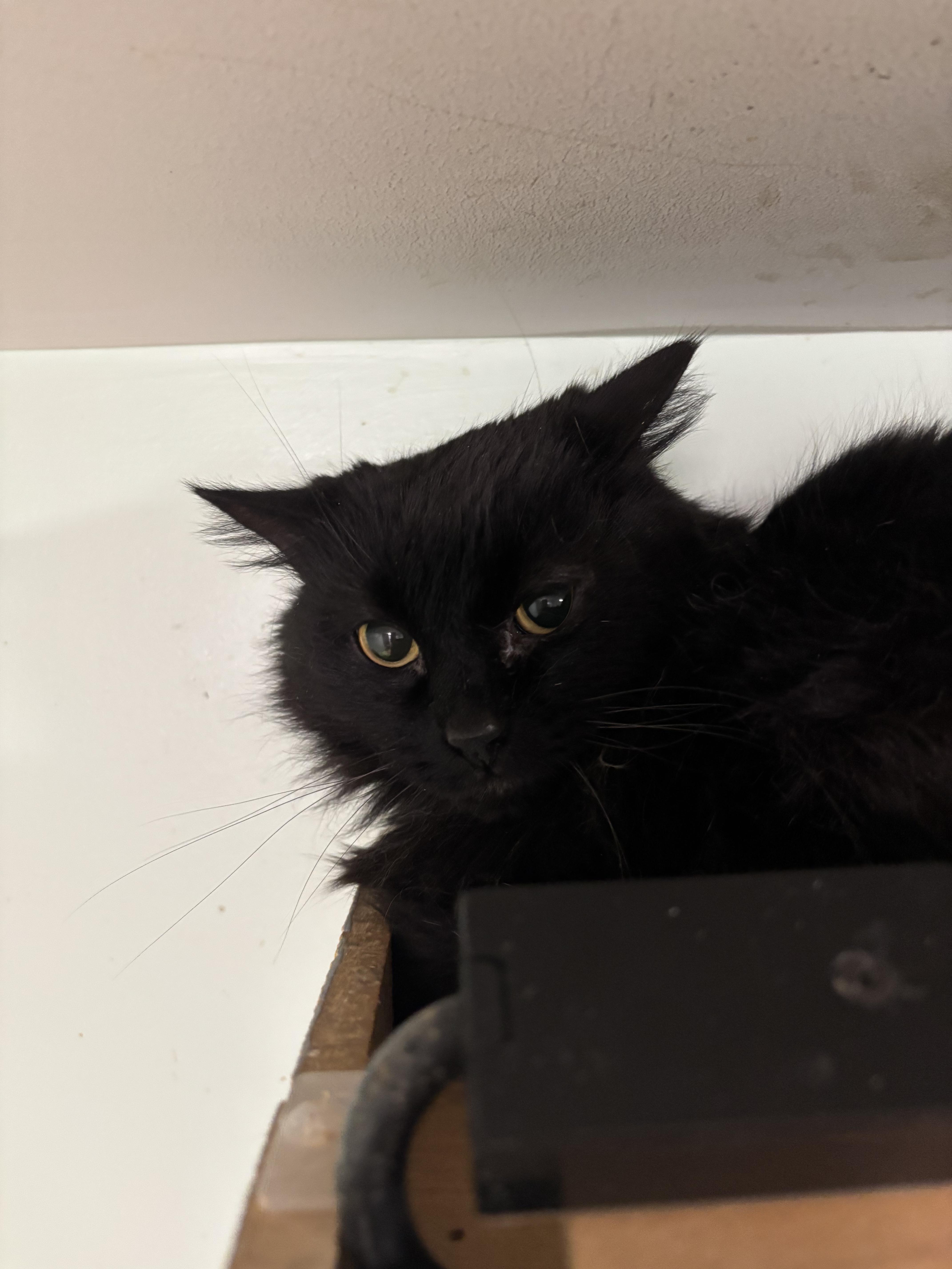 Enlarge Pete, a ADOPTABLE Domestic Long Hair in Franklin, IN image 1/1