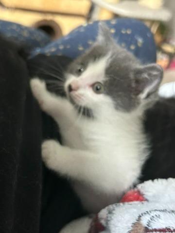 Looper, Adoptable, Kitten Female Domestic Medium Hair.