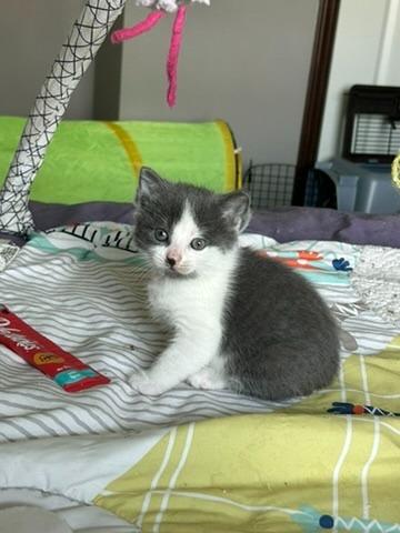 Looper, a Adoptable mixed breed in Grand Rapids, MN image 2/6
