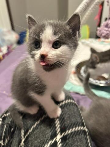 Looper, a Adoptable mixed breed in Grand Rapids, MN image 3/6