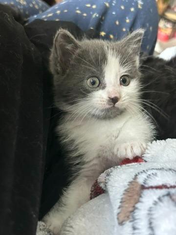 Looper, a Adoptable mixed breed in Grand Rapids, MN image 4/6