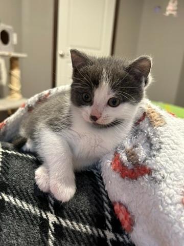 Looper, a Adoptable mixed breed in Grand Rapids, MN image 6/6