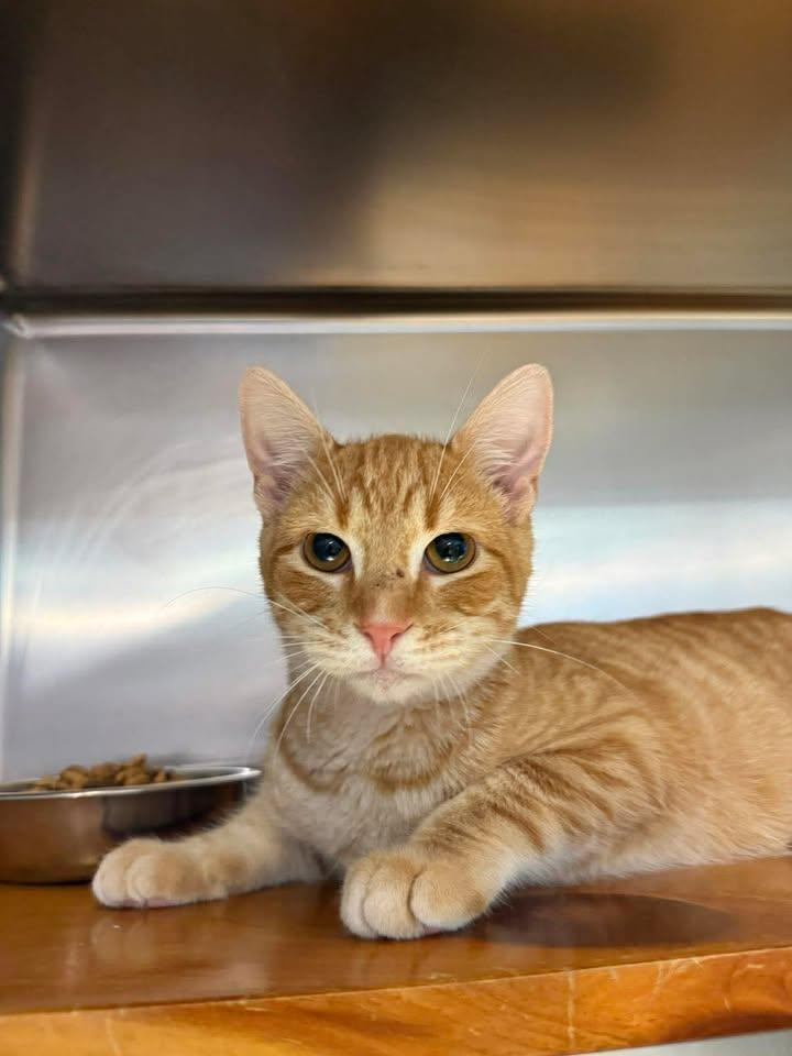 Sunshine, adopted, Young Male American Shorthair.