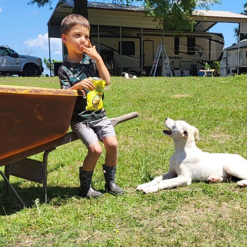 Hudson (150 adoption fee), Adoptable, Puppy Male Great Pyrenees & Labrador Retriever.