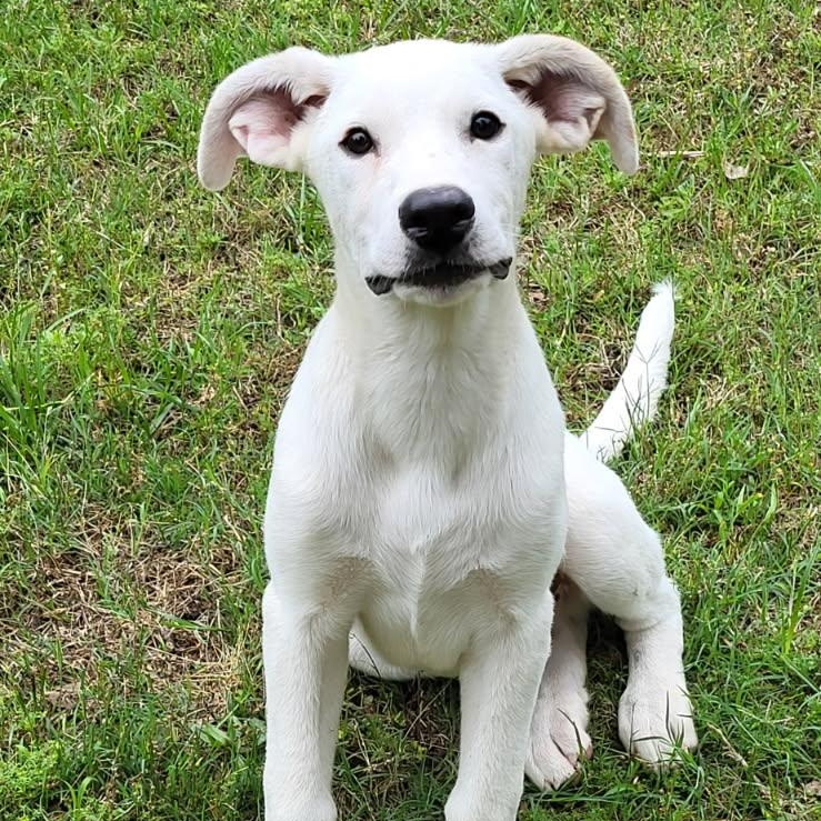 Hudson (150 adoption fee), a Adoptable mixed breed in Arnold, MO image 2/6