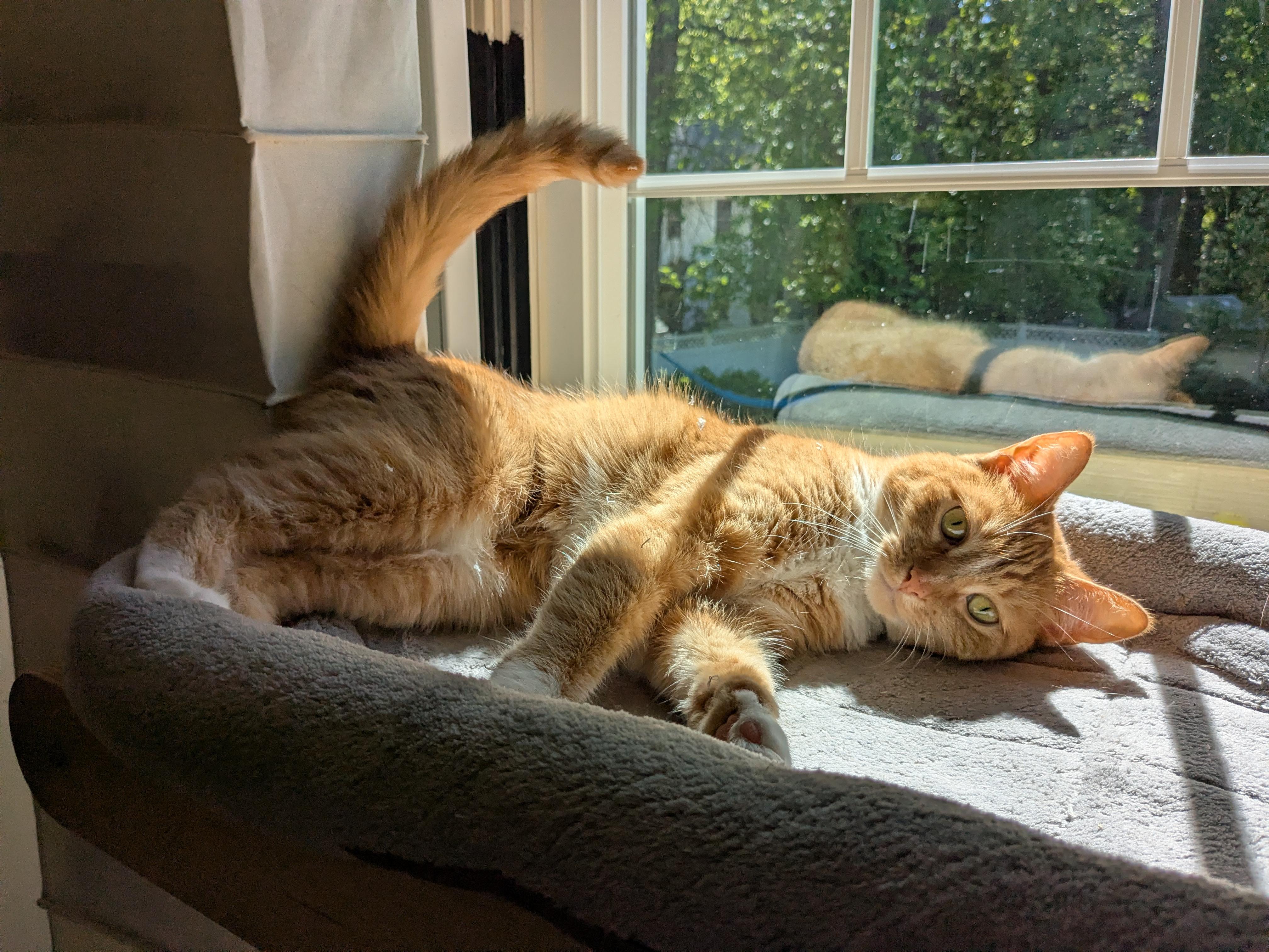 Pudge, Adoptable, Adult Female Domestic Short Hair.