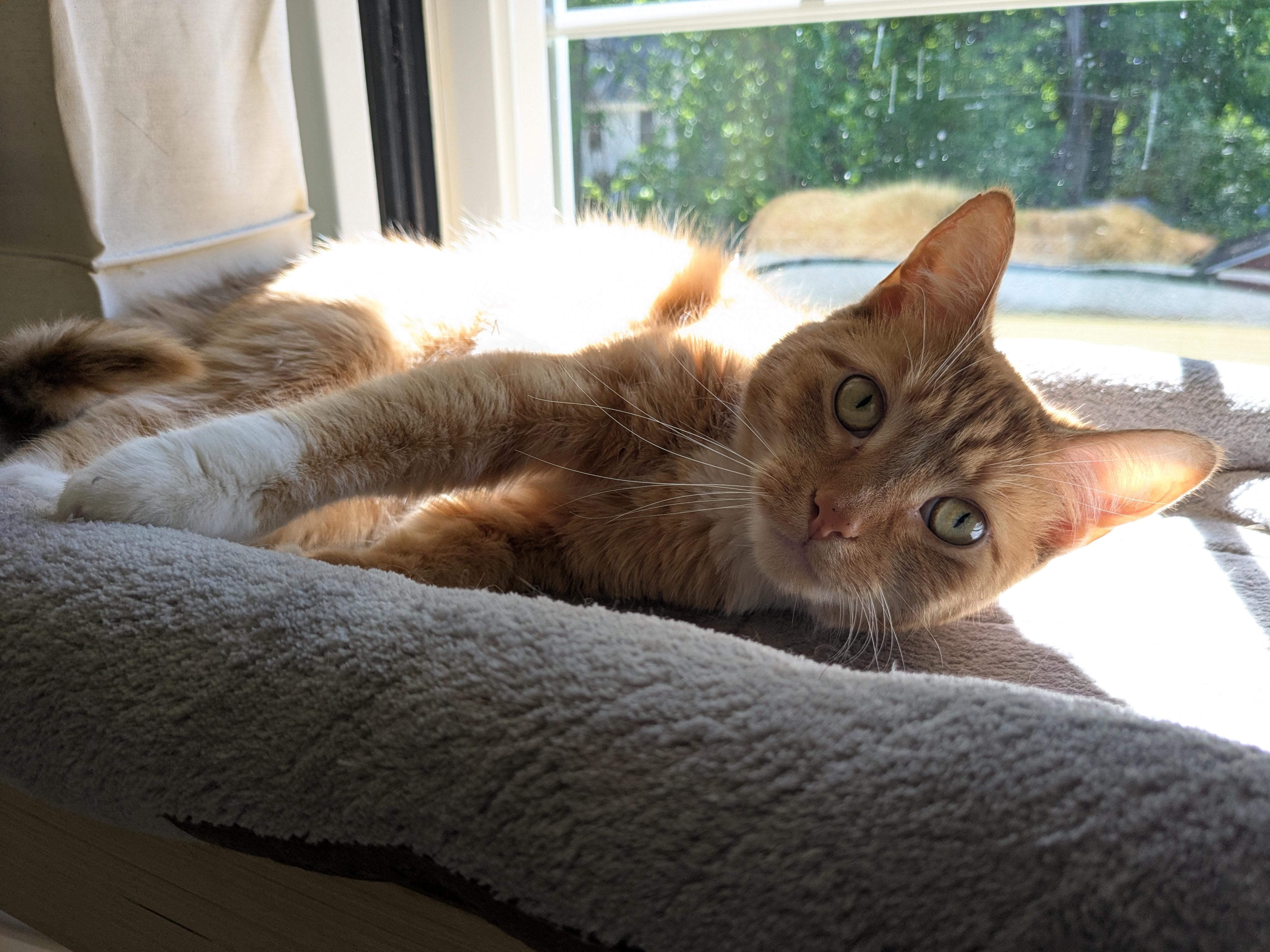 Enlarge Pudge, a Adoptable Domestic Short Hair in Burlington, VT image 2/6