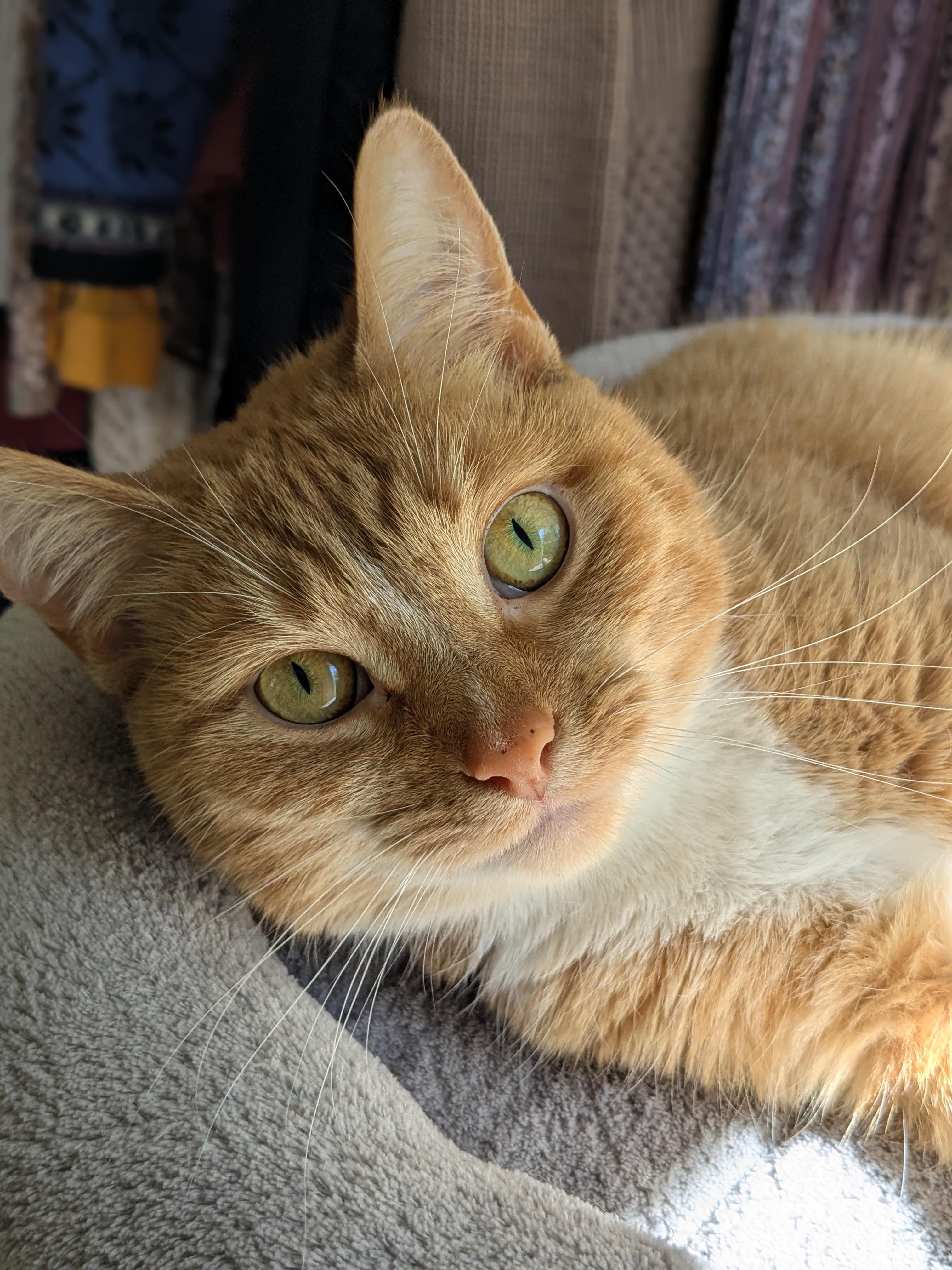 Enlarge Pudge, a Adoptable Domestic Short Hair in Burlington, VT image 3/6