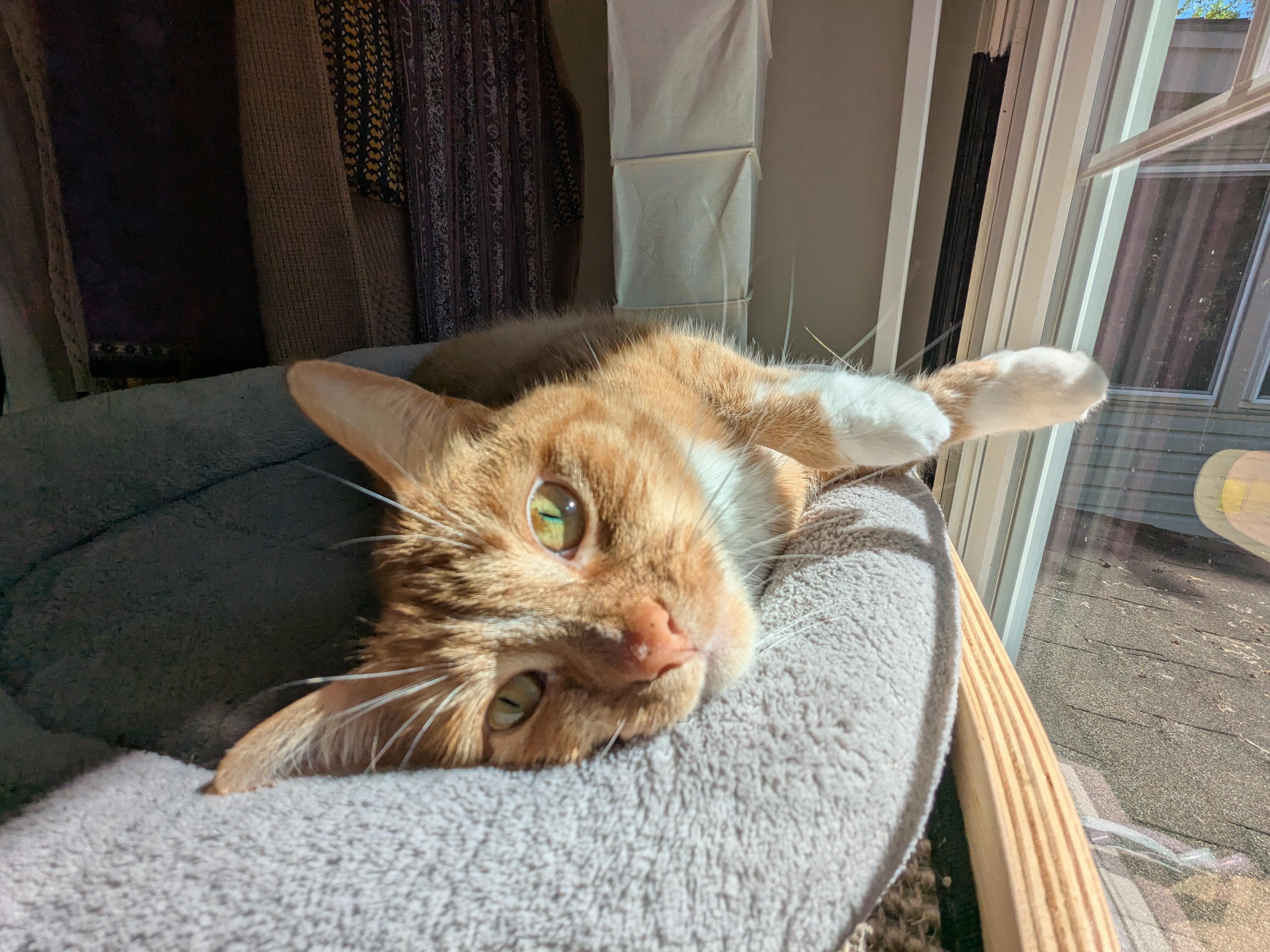 Enlarge Pudge, a Adoptable Domestic Short Hair in Burlington, VT image 4/6