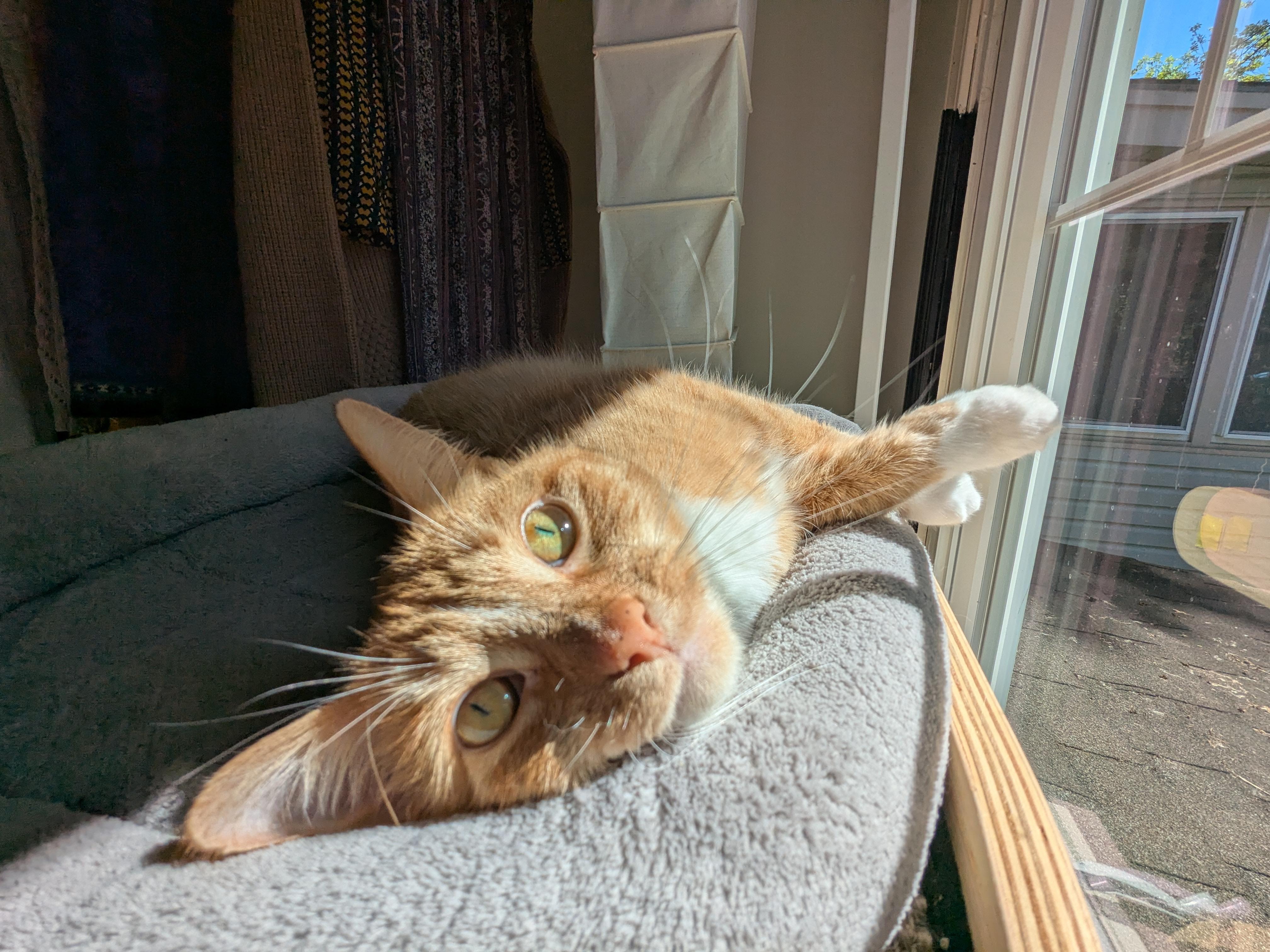 Enlarge Pudge, a Adoptable Domestic Short Hair in Burlington, VT image 5/6
