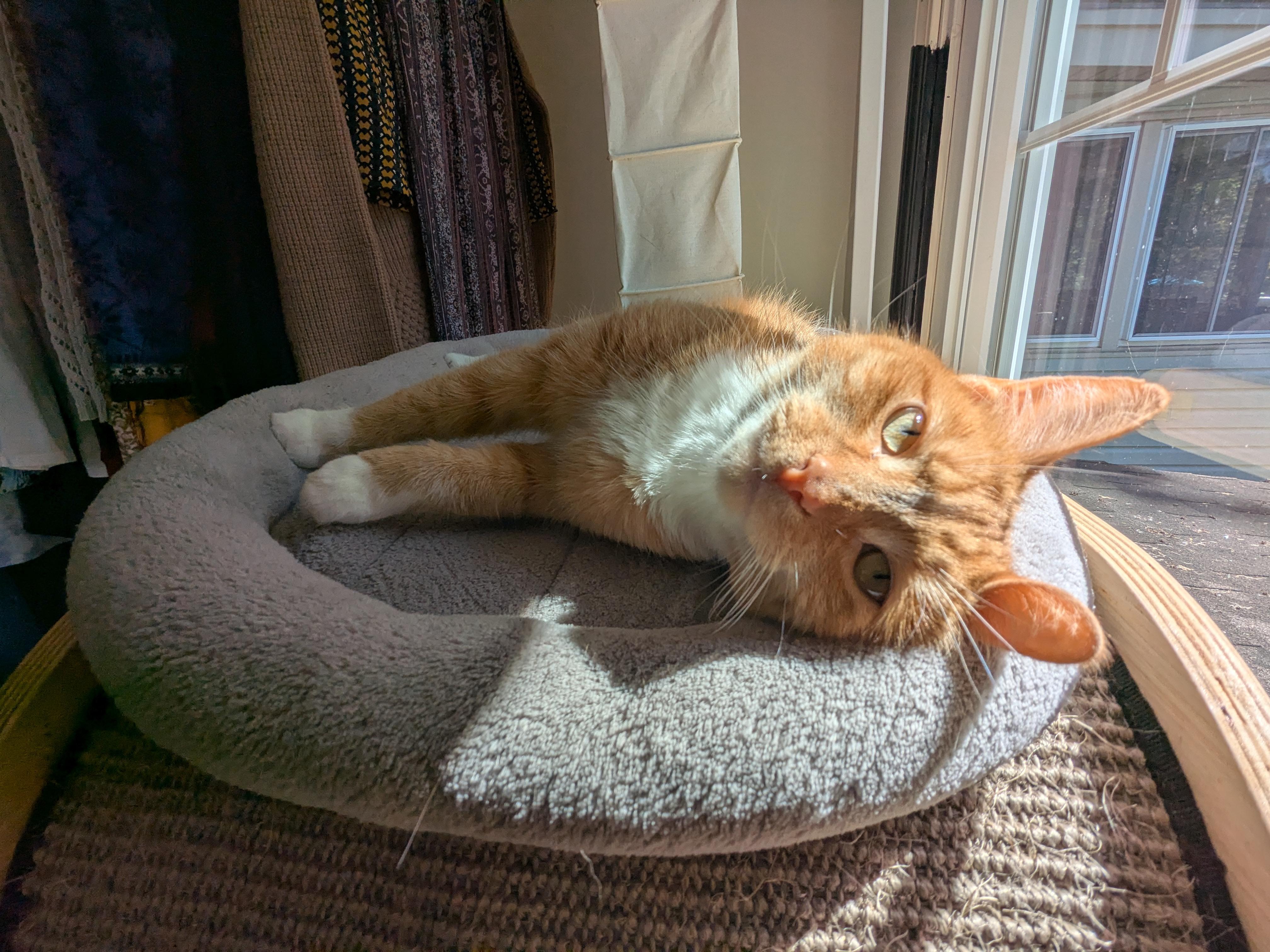 Enlarge Pudge, a Adoptable Domestic Short Hair in Burlington, VT image 6/6