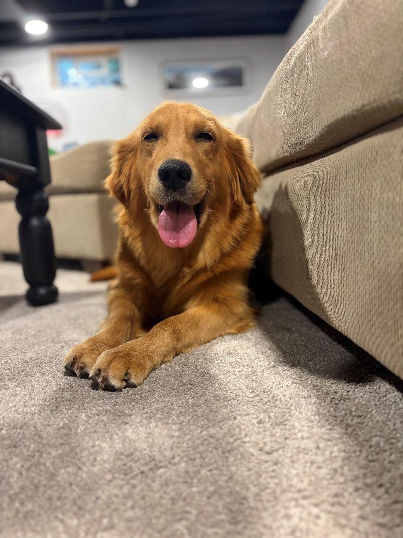 Enlarge Lucy, a Adoptable Golden Retriever in Bath, OH image 2/4