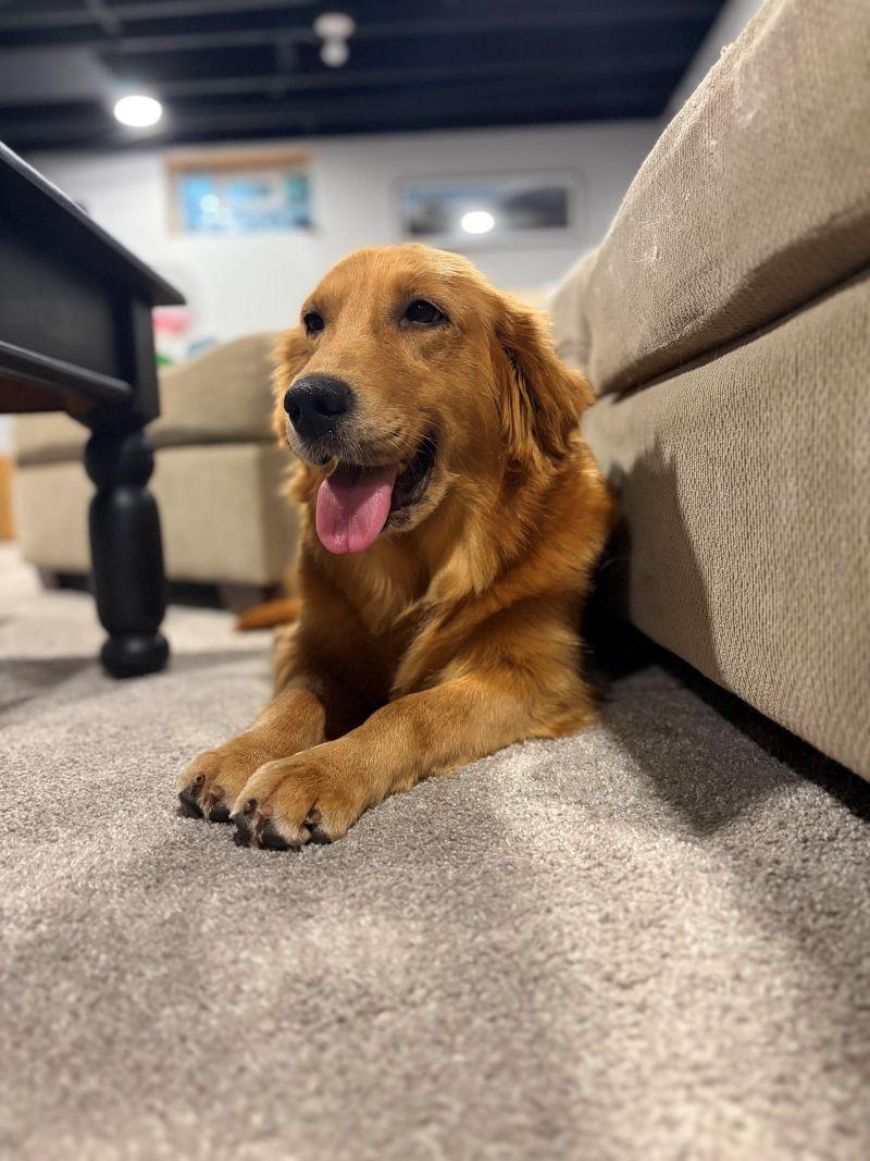 Enlarge Lucy, a Adoptable Golden Retriever in Bath, OH image 4/4