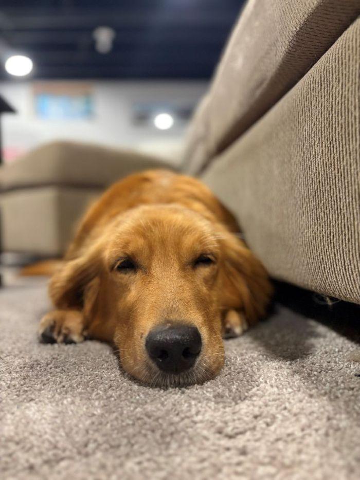 Enlarge Lucy, a Adoptable Golden Retriever in Bath, OH image 3/4