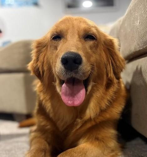 Lucy, Adoptable, Adult Female Golden Retriever.