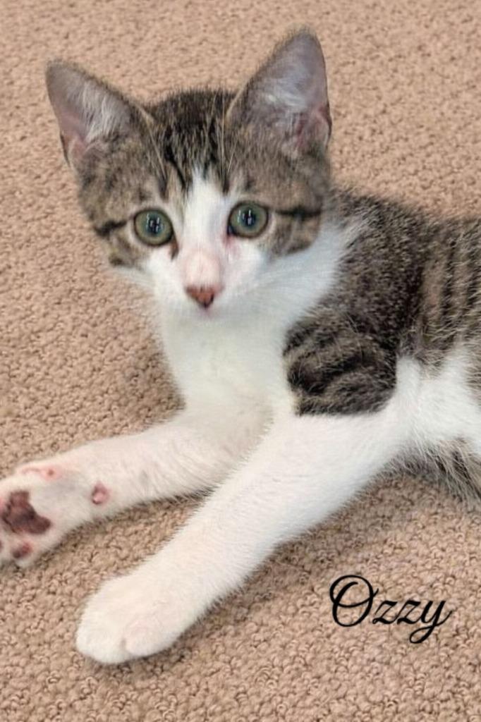 Ozzy, a Adoptable mixed breed in Spring, TX image 3/5