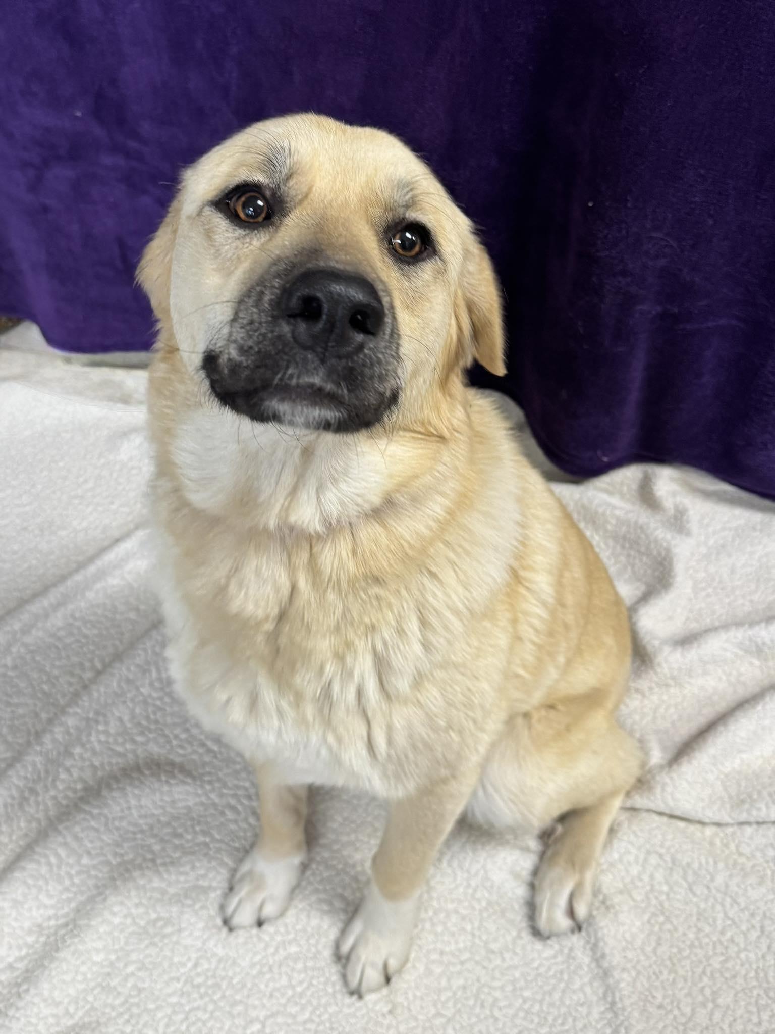 Cagney, ADOPTABLE, Young Female Labrador Retriever & Anatolian Shepherd.