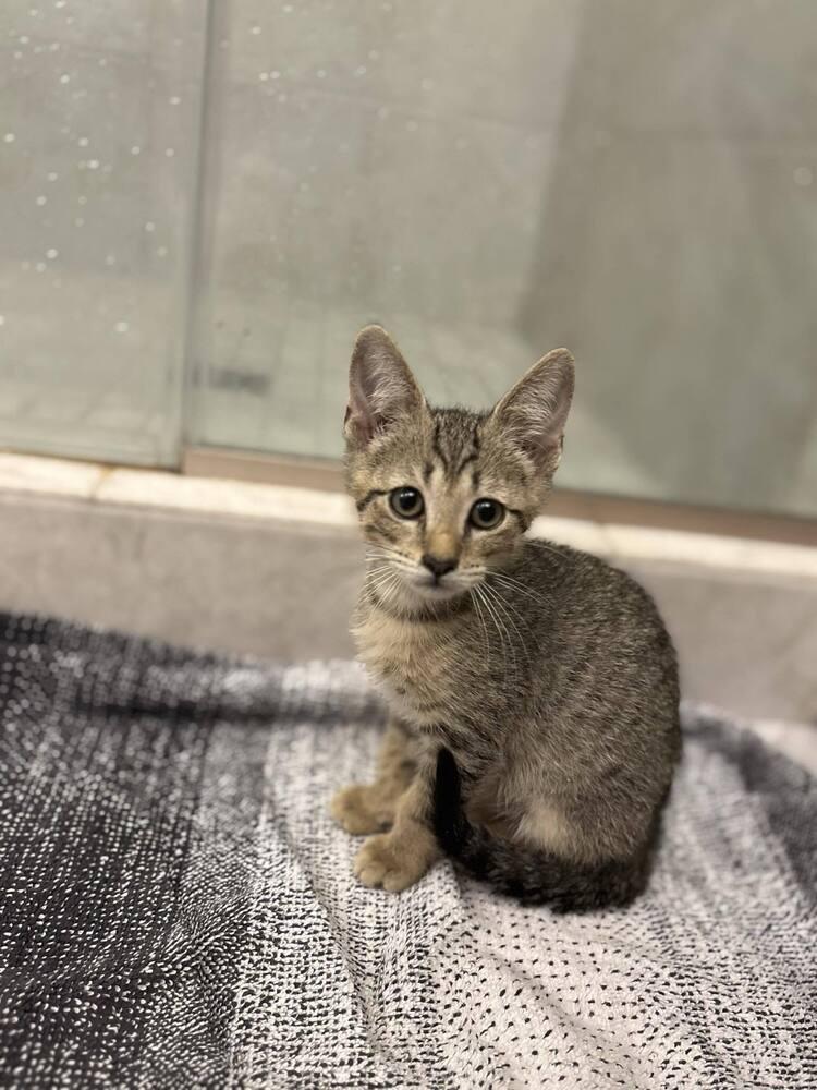 Enlarge Sun, a Adoptable Domestic Short Hair in Kinston, NC image 1/1